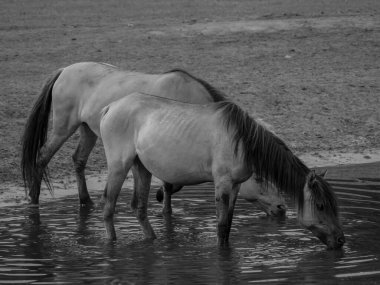 Alman muensterland otlağında vahşi atlar