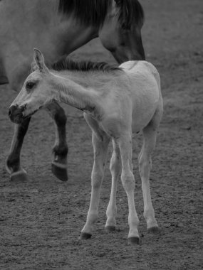 Alman muensterland otlağında vahşi atlar