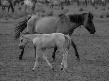 Alman muensterland otlağında vahşi atlar