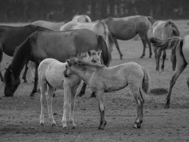 Alman muensterland otlağında vahşi atlar