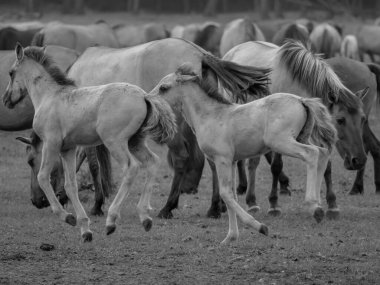 Alman muensterland otlağında vahşi atlar