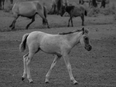Alman muensterland otlağında vahşi atlar
