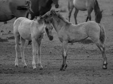 Alman muensterland otlağında vahşi atlar