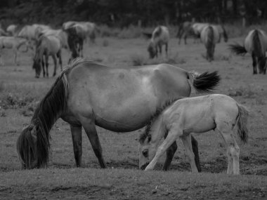 Alman muensterland otlağında vahşi atlar