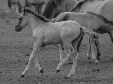Alman muensterland otlağında vahşi atlar