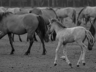 Alman muensterland otlağında vahşi atlar