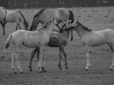 Alman muensterland otlağında vahşi atlar