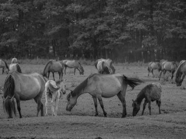 Alman muensterland otlağında vahşi atlar