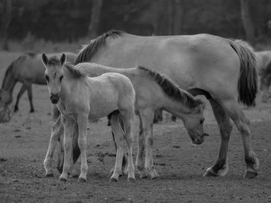 Alman muensterland otlağında vahşi atlar