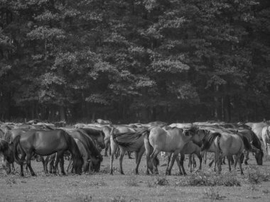 Alman muensterland otlağında vahşi atlar