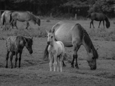 Alman muensterland otlağında vahşi atlar