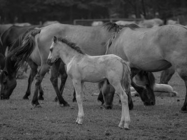 Alman muensterland otlağında vahşi atlar