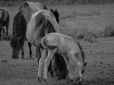 Alman muensterland otlağında vahşi atlar