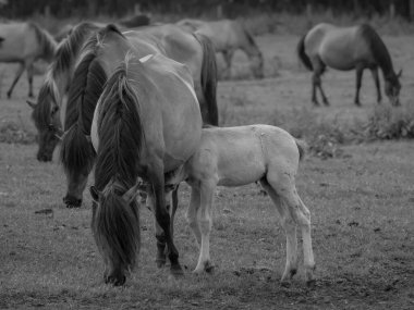 Alman muensterland otlağında vahşi atlar