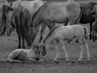 Alman muensterland otlağında vahşi atlar