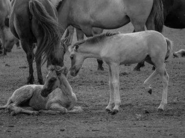 Alman muensterland otlağında vahşi atlar