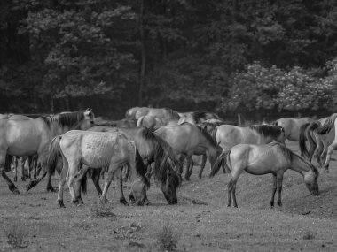 Alman muensterland otlağında vahşi atlar
