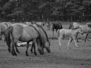 Alman muensterland otlağında vahşi atlar