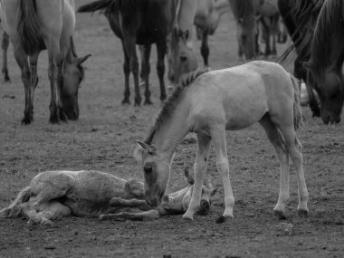 Alman muensterland otlağında vahşi atlar