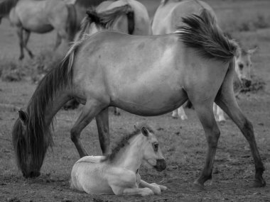 Alman muensterland otlağında vahşi atlar