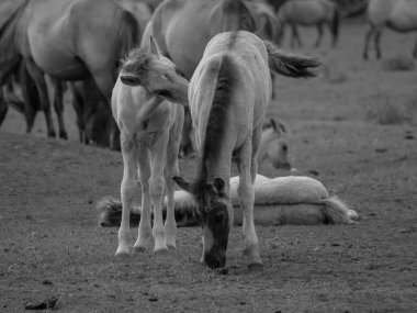 Alman muensterland otlağında vahşi atlar