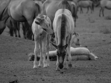Alman muensterland otlağında vahşi atlar