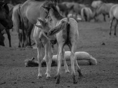 Alman muensterland otlağında vahşi atlar