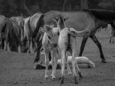 Alman muensterland otlağında vahşi atlar