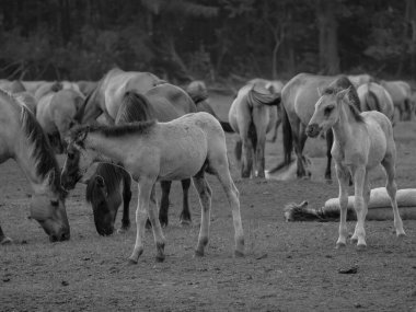 Alman muensterland otlağında vahşi atlar
