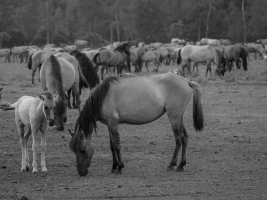 Alman muensterland otlağında vahşi atlar