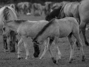 Alman muensterland otlağında vahşi atlar