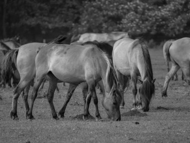 Alman muensterland otlağında vahşi atlar
