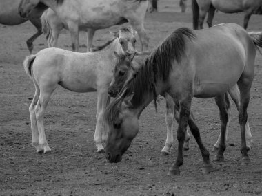 Alman muensterland otlağında vahşi atlar