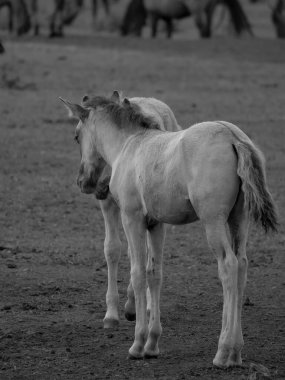 Alman muensterland otlağında vahşi atlar