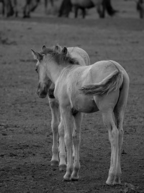 Alman muensterland otlağında vahşi atlar