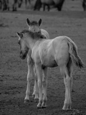 Alman muensterland otlağında vahşi atlar