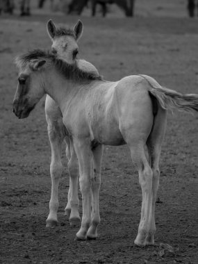 Alman muensterland otlağında vahşi atlar