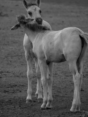 Alman muensterland otlağında vahşi atlar