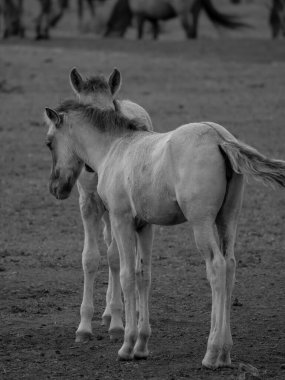Alman muensterland otlağında vahşi atlar