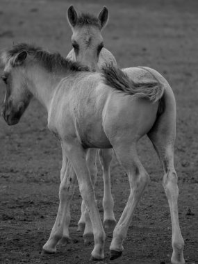 Alman muensterland otlağında vahşi atlar