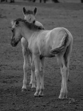 Alman muensterland otlağında vahşi atlar