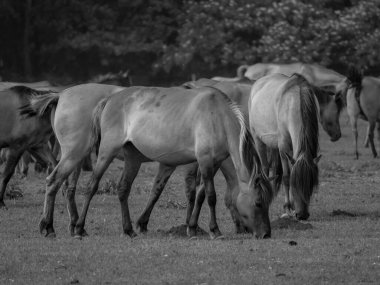 Alman muensterland otlağında vahşi atlar