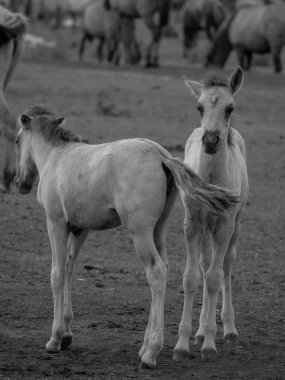 Alman muensterland otlağında vahşi atlar
