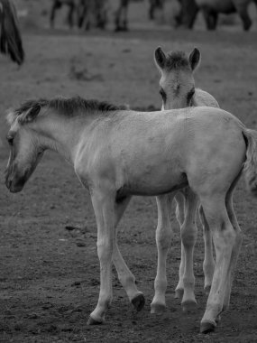Alman muensterland otlağında vahşi atlar
