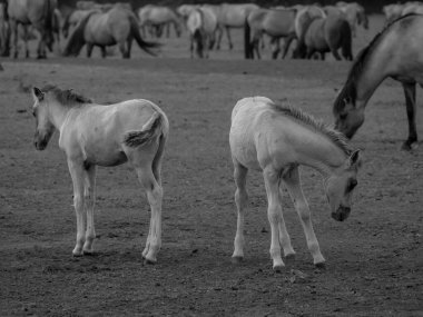 Alman muensterland otlağında vahşi atlar