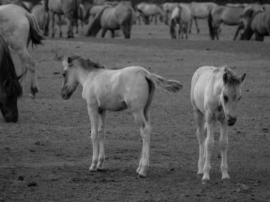 Alman muensterland otlağında vahşi atlar