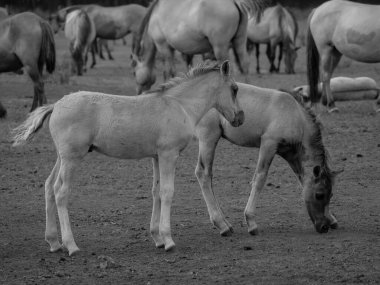Alman muensterland otlağında vahşi atlar