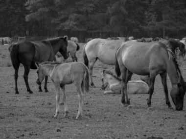 Alman muensterland otlağında vahşi atlar