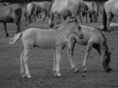 Alman muensterland otlağında vahşi atlar