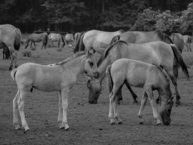 Alman muensterland otlağında vahşi atlar